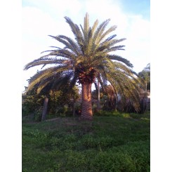Canary Island Date Palm 10' CT